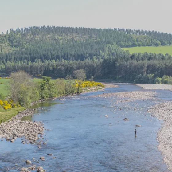 Aerial view of a lone man fishing in the River Dee on a warm, sunny day, surrounded by shimmering water and lush green riverbanks.
