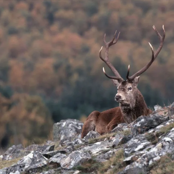 GTW25 Deer Stalking Red Stag 170117 113209