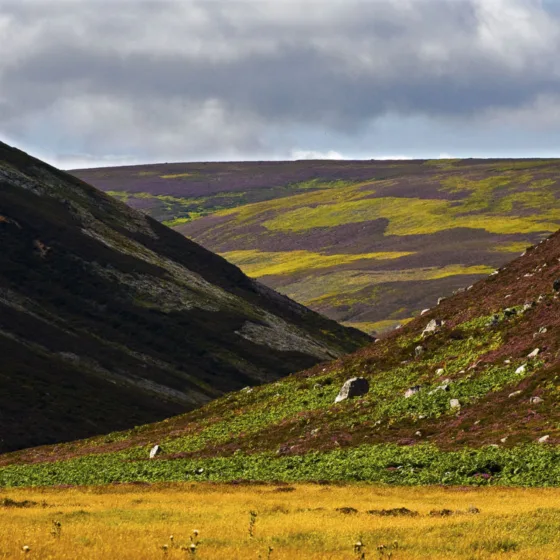 GTW25 Scottish Highlands Heather in bloom