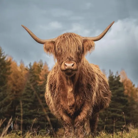 GTW25 Travel Trade Highland Cow