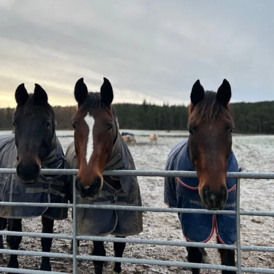 54987925265 9c33bbb848 b