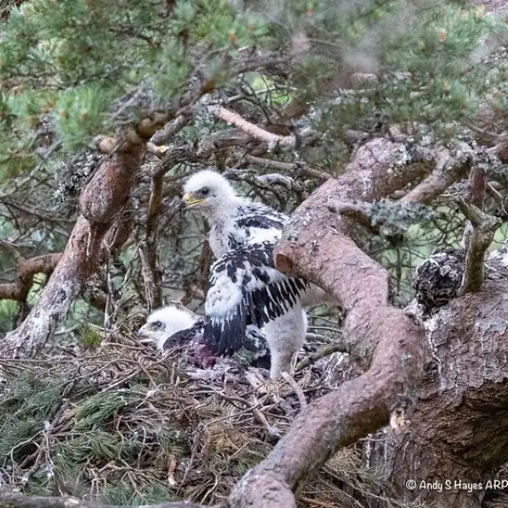 GTW25 Wildlife Experiences Andy Hayes Eagles