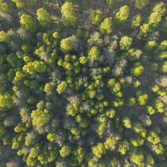 GTW25 Trees Overhead