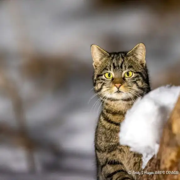 GTW25 Wildlife The Lookout Wild Cat Andy Hayes