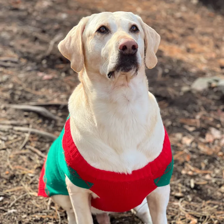 GTW25 Dog in Christmas Jumper