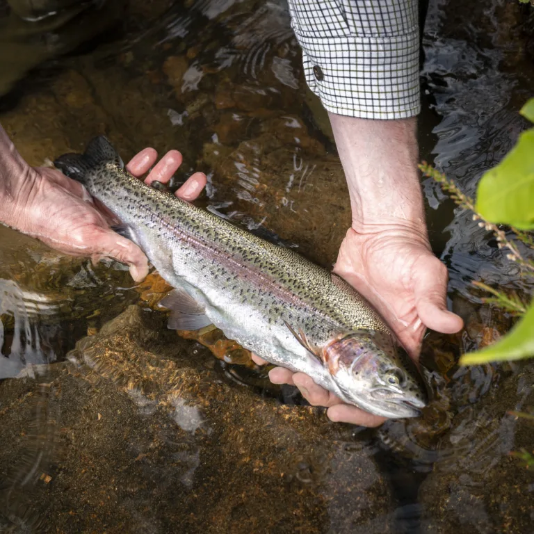GTW25 Trout Loch Fish in Hands