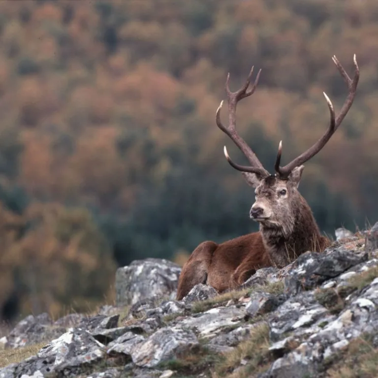 GTW25 Deer Stalking Red Stag 170117 113209