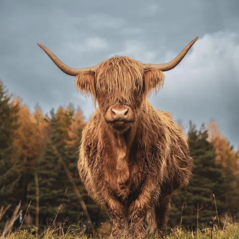 GTW25 Travel Trade Highland Cow