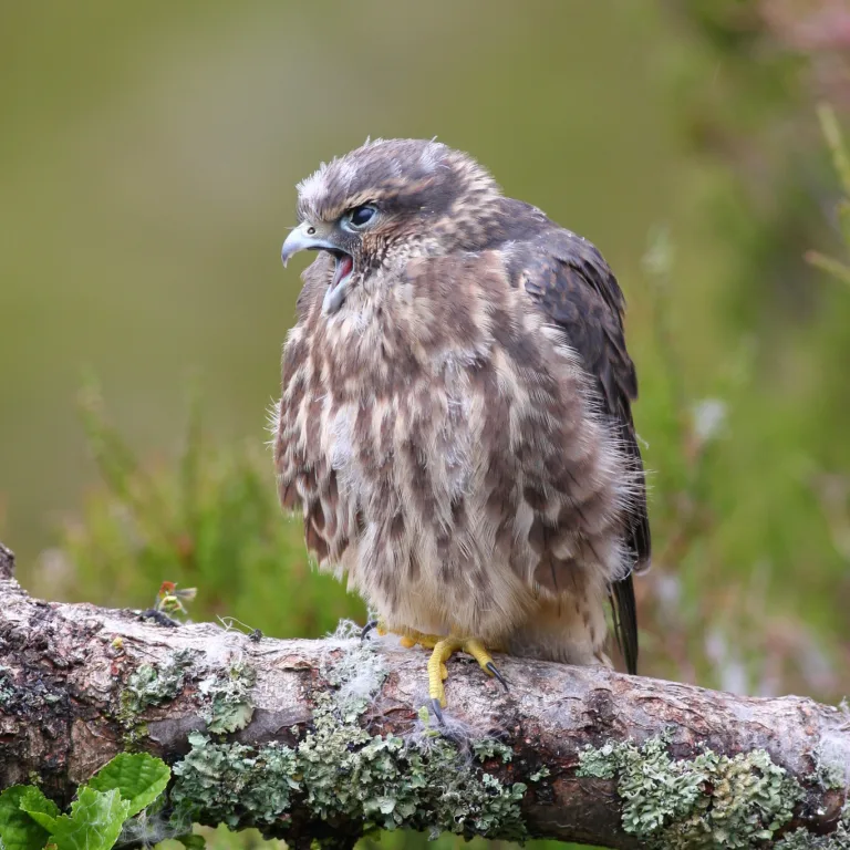 54988294970 62282a263e k